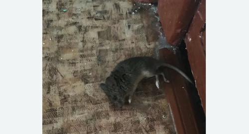 Дезинфекция от мышей в Дивногорске