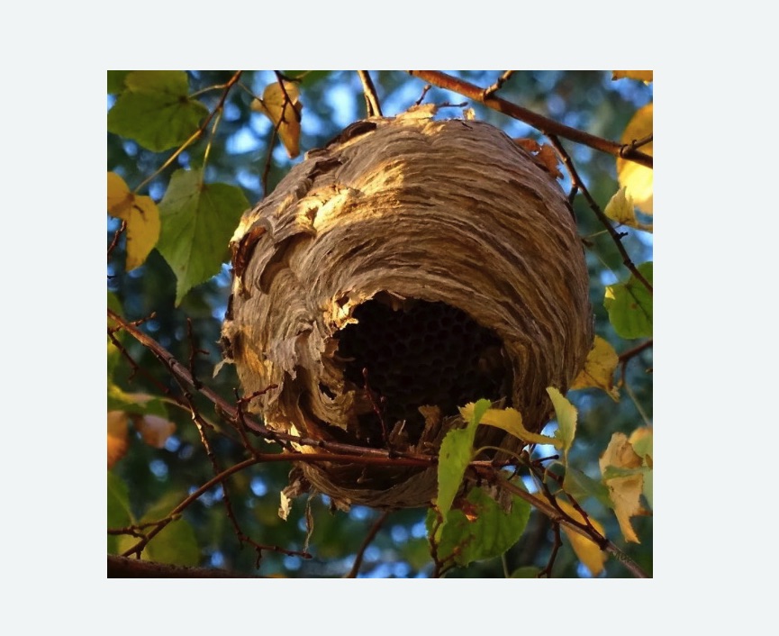 Обработка от шершней в Дивногорске