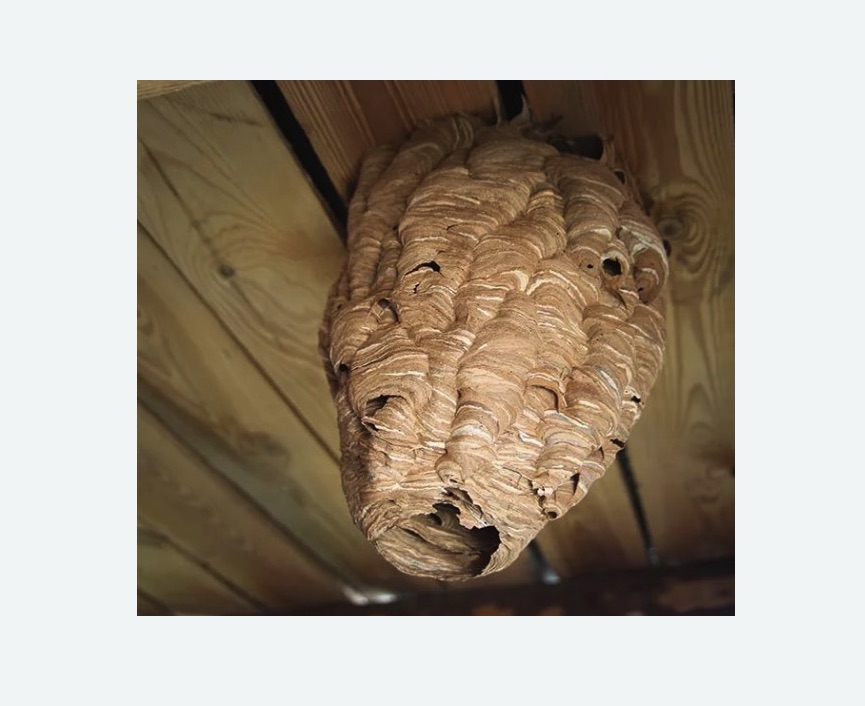 обработка от шершней в Дивногорске