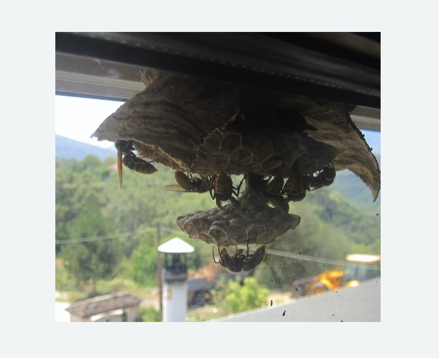 Уничтожение гнёзд шершней в Дивногорске