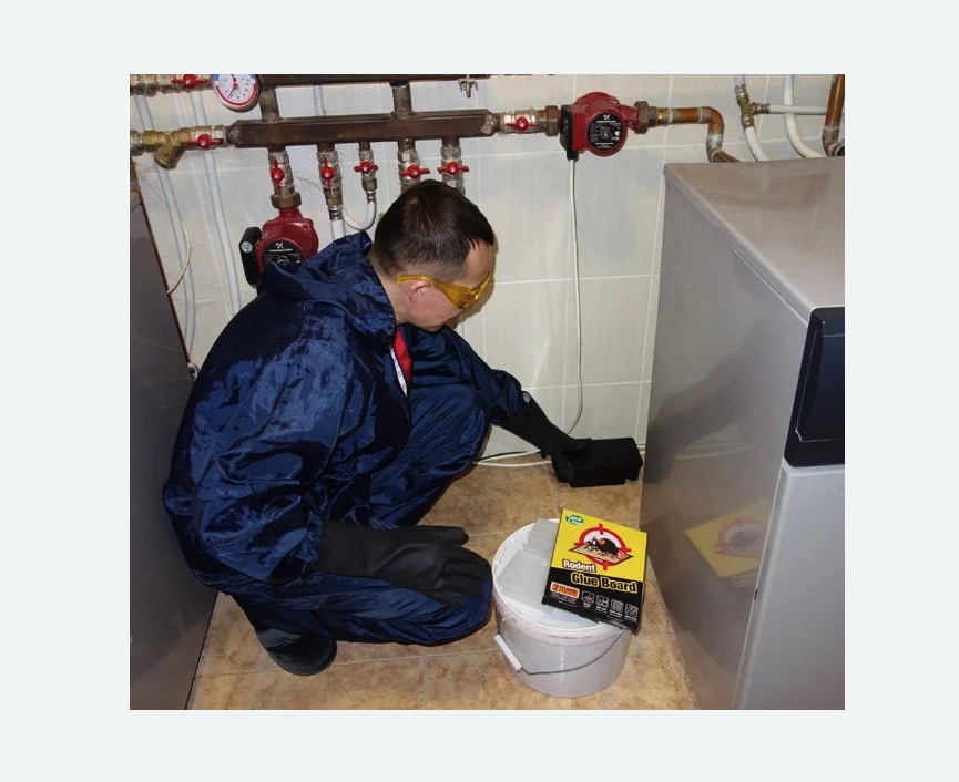 Уничтожение крыс в Дивногорске