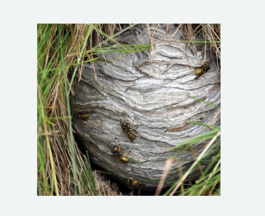 Уничтожение ос и ульев в Дивногорске